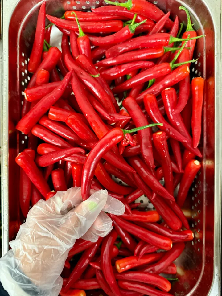 Fresh red chillies being washed and sorted by hand